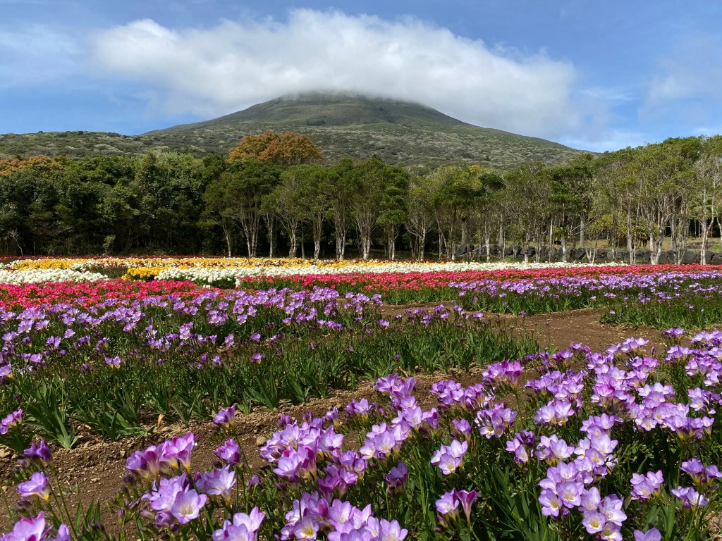 八丈島　フリージアまつり