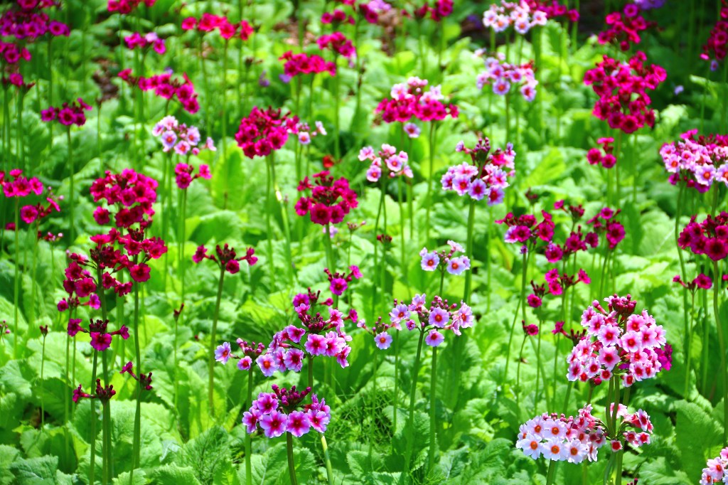 ピンクの絨毯　　富士芝桜