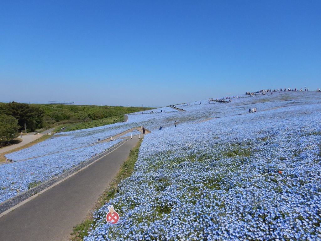 春の青い絨毯　ひたち