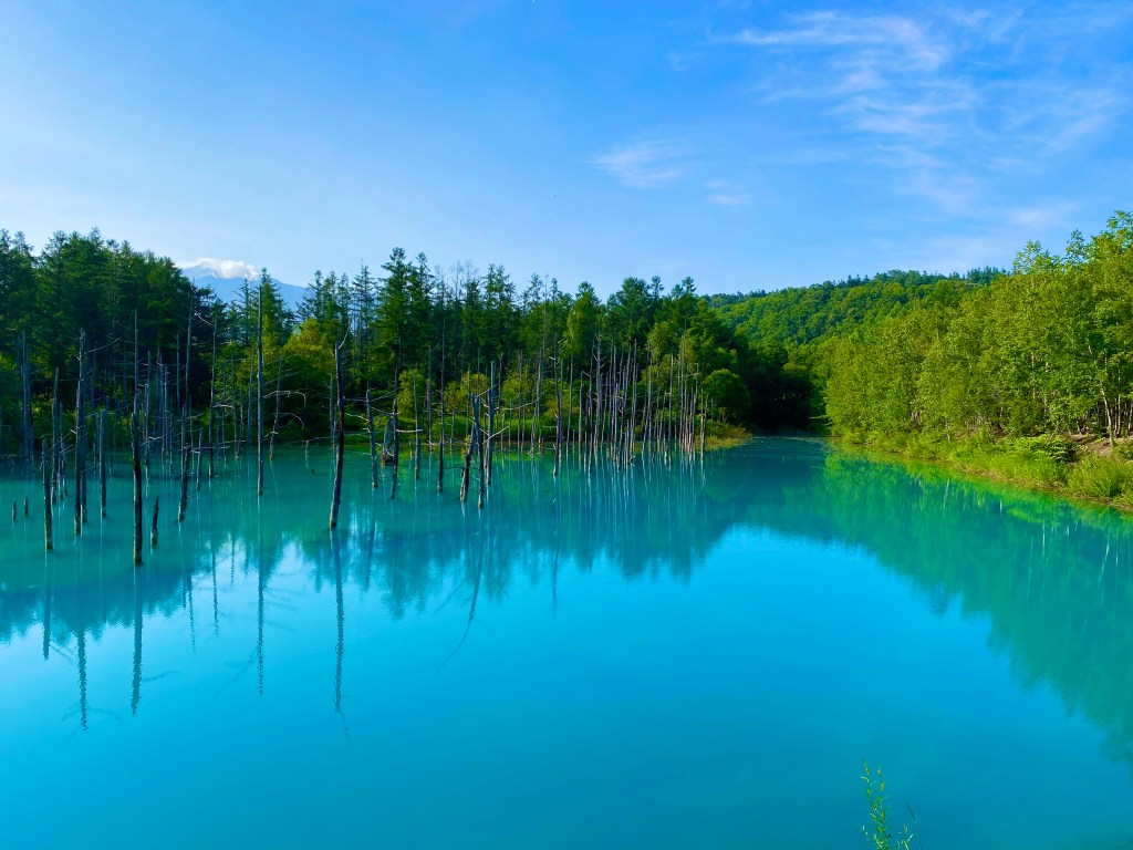 まるで絵本のような世界　美瑛