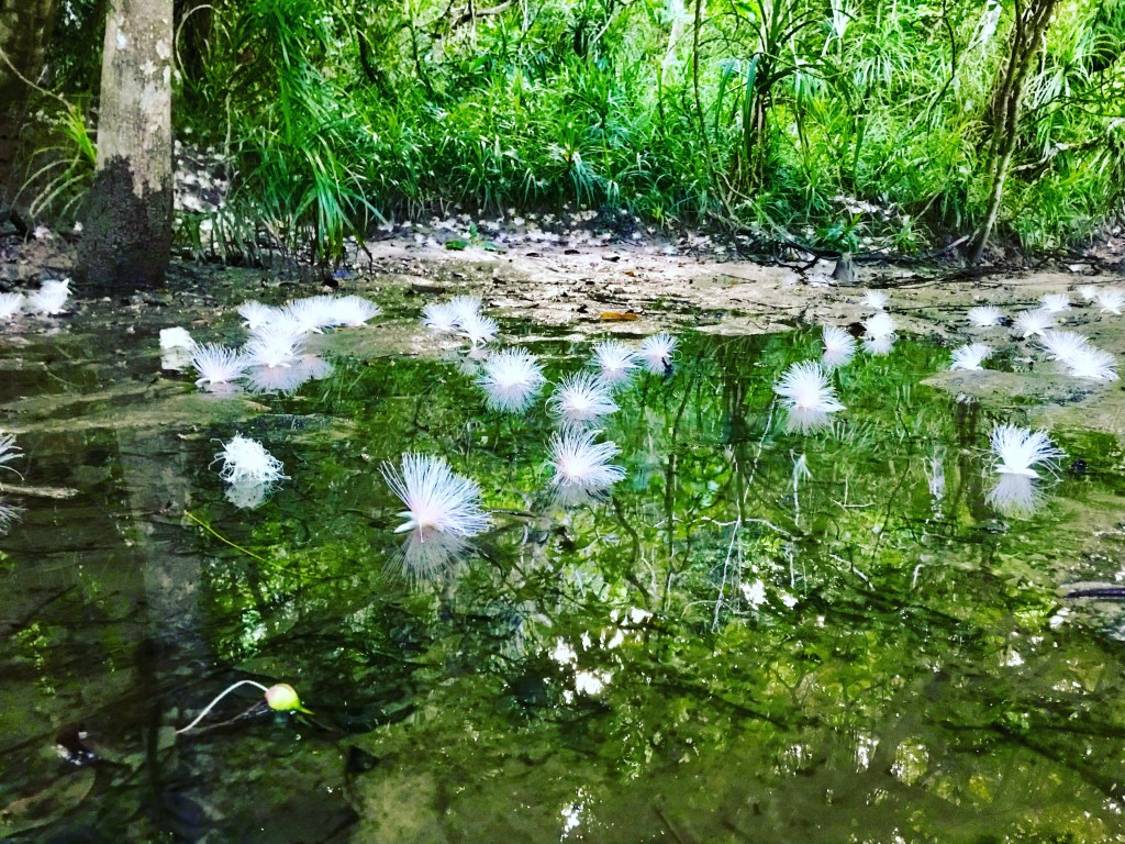 世界遺産とイリオモテヤマネコの島　西表島～サガリバナ編～