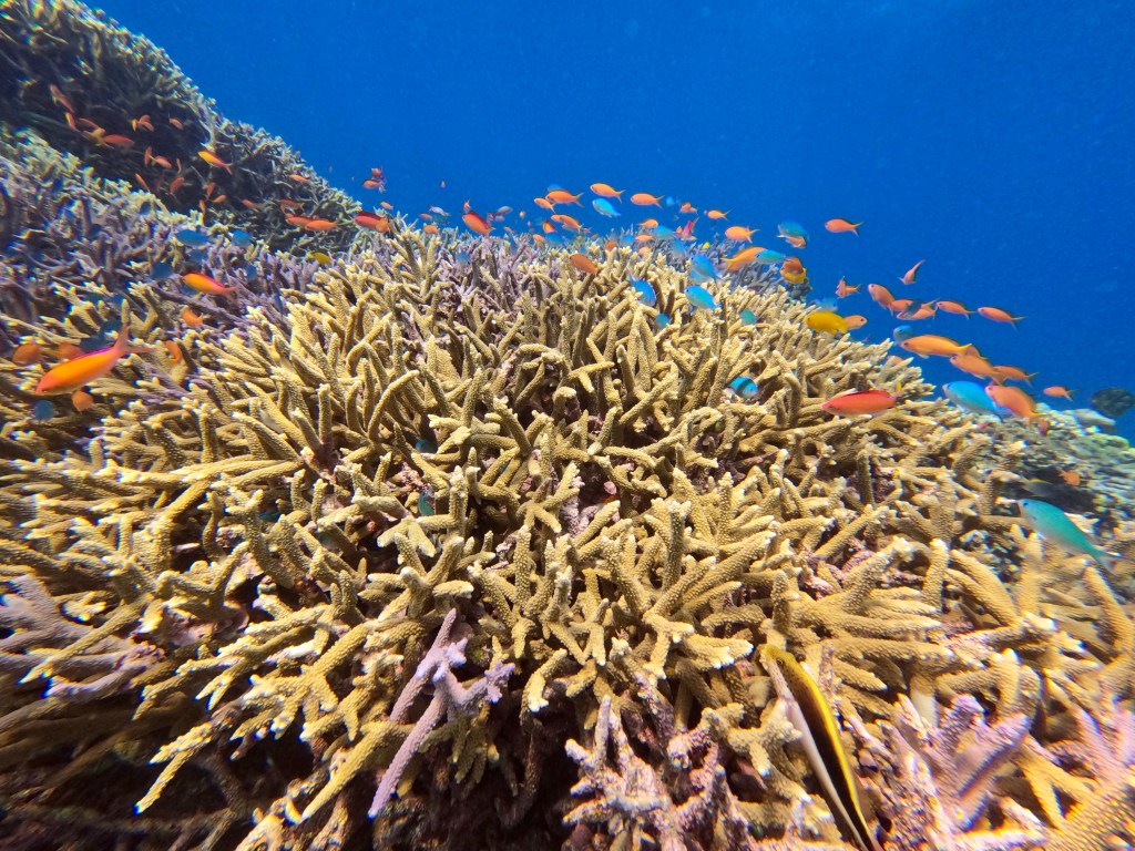世界遺産とイリオモテヤマネコの島　西表島～バラス島・海編～