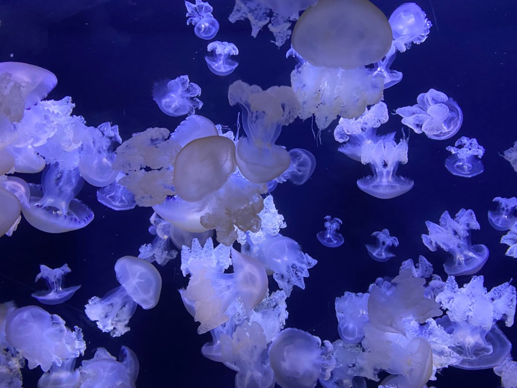 海月だらけ　加茂水族館