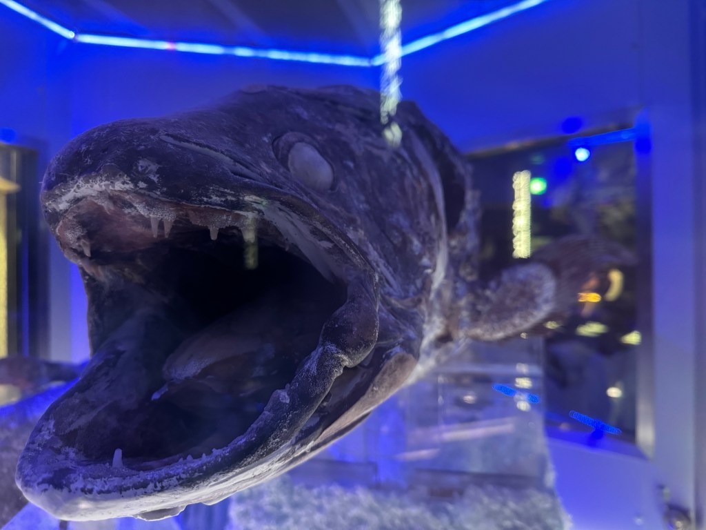 深海魚と鮮魚を楽しむ　沼津